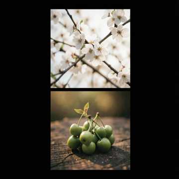 Вишня белая
