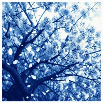 桜の余韻